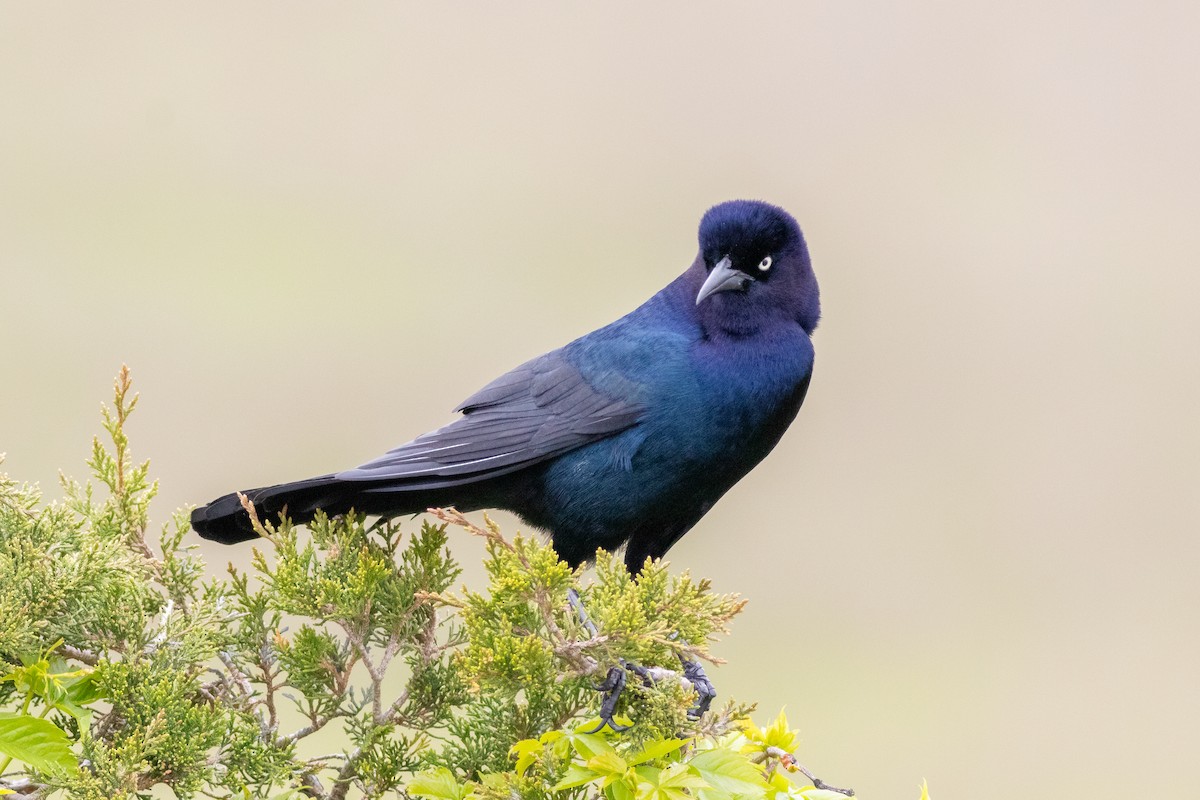 Boat-tailed Grackle - ML619161971