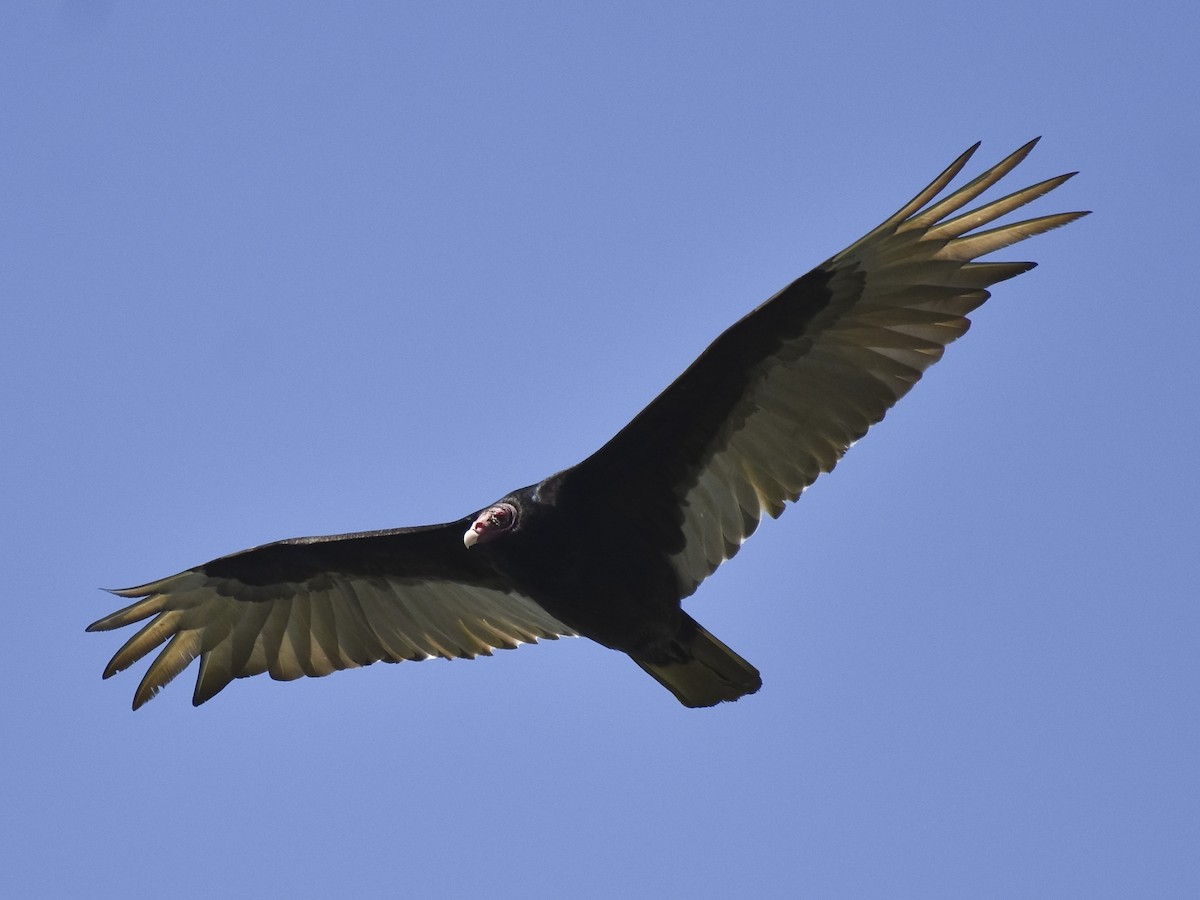 Turkey Vulture - ML619161972