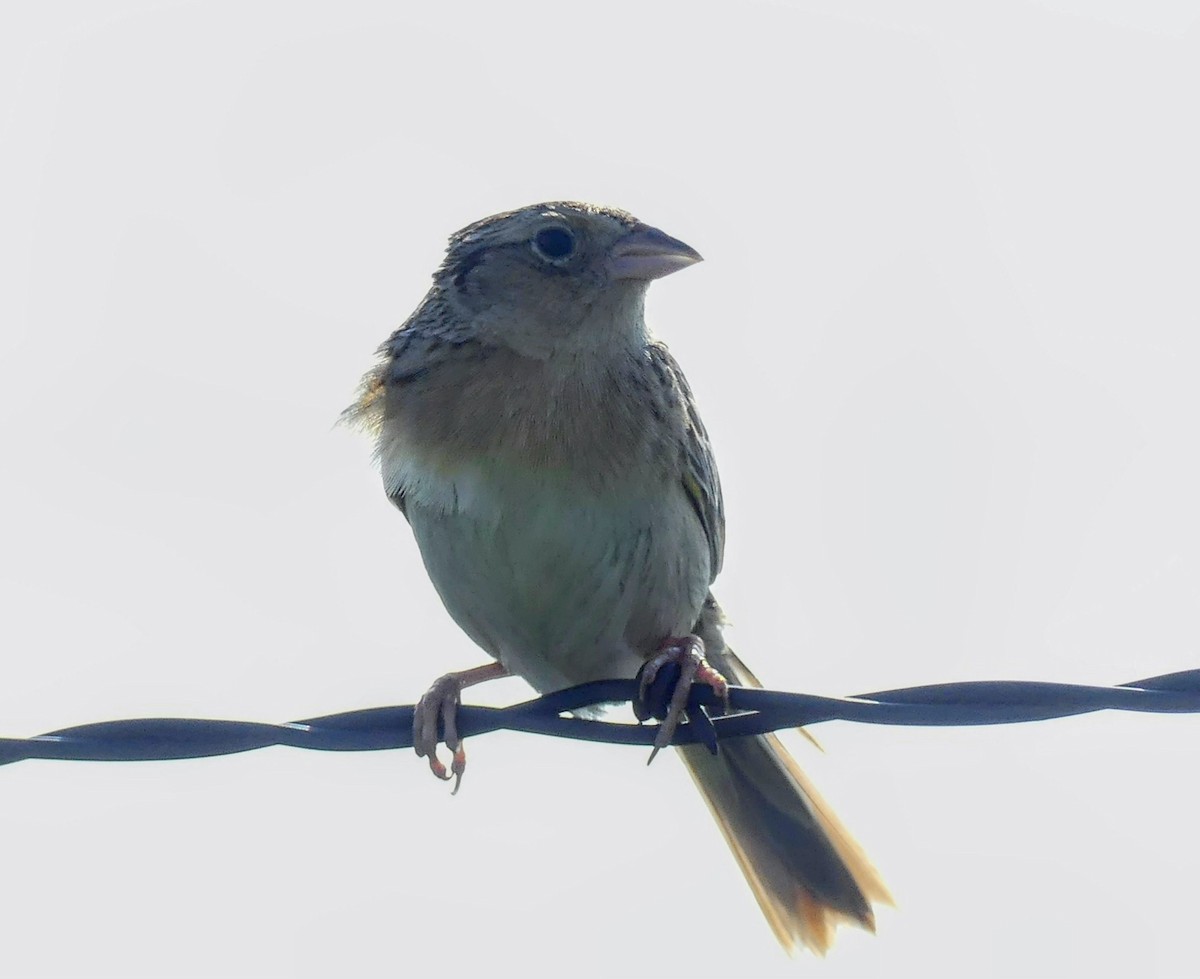 Grasshopper Sparrow - ML619162081