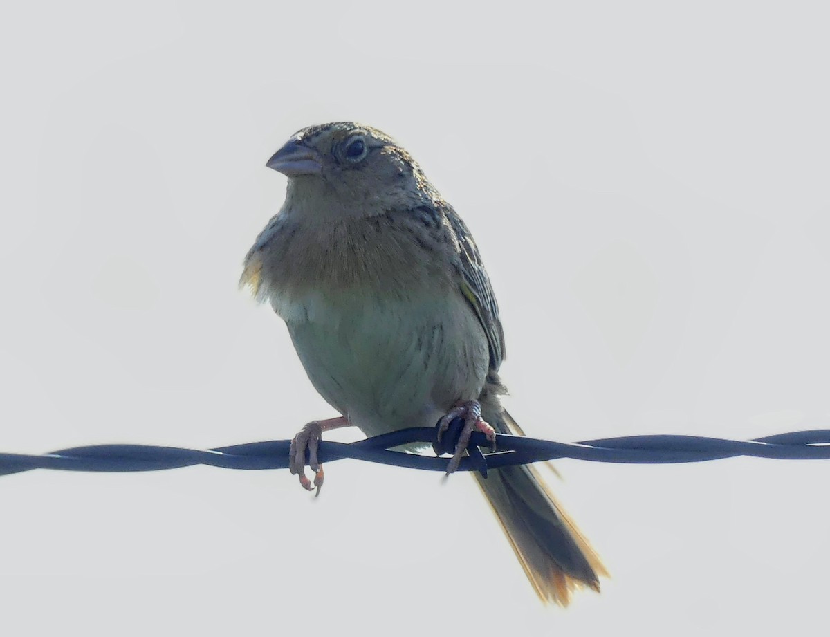 Grasshopper Sparrow - ML619162082