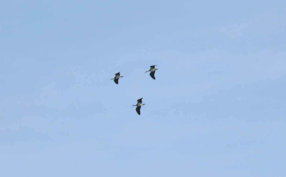 ibis slámokrký - ML619162127