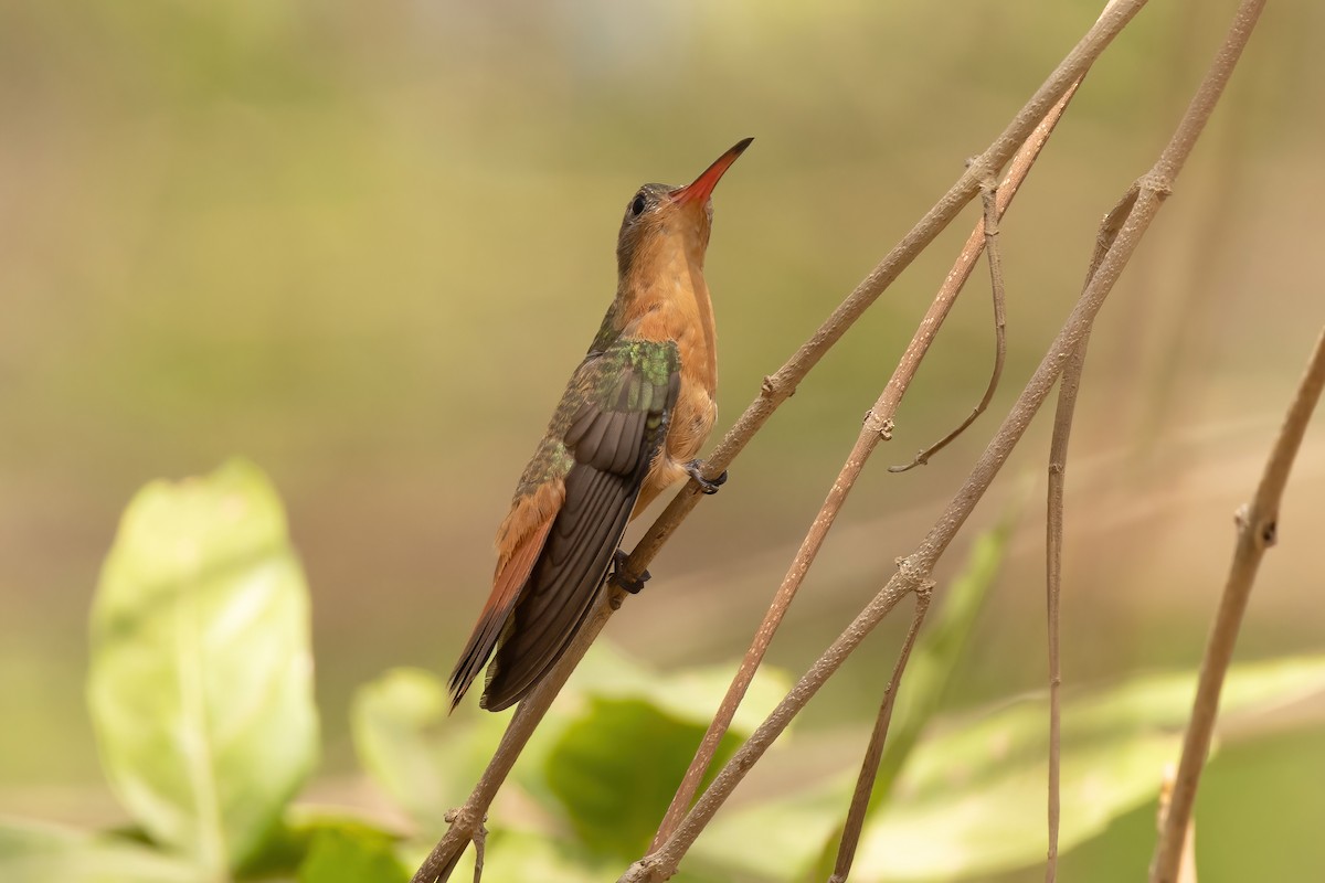 kolibřík ryšavý - ML619162136