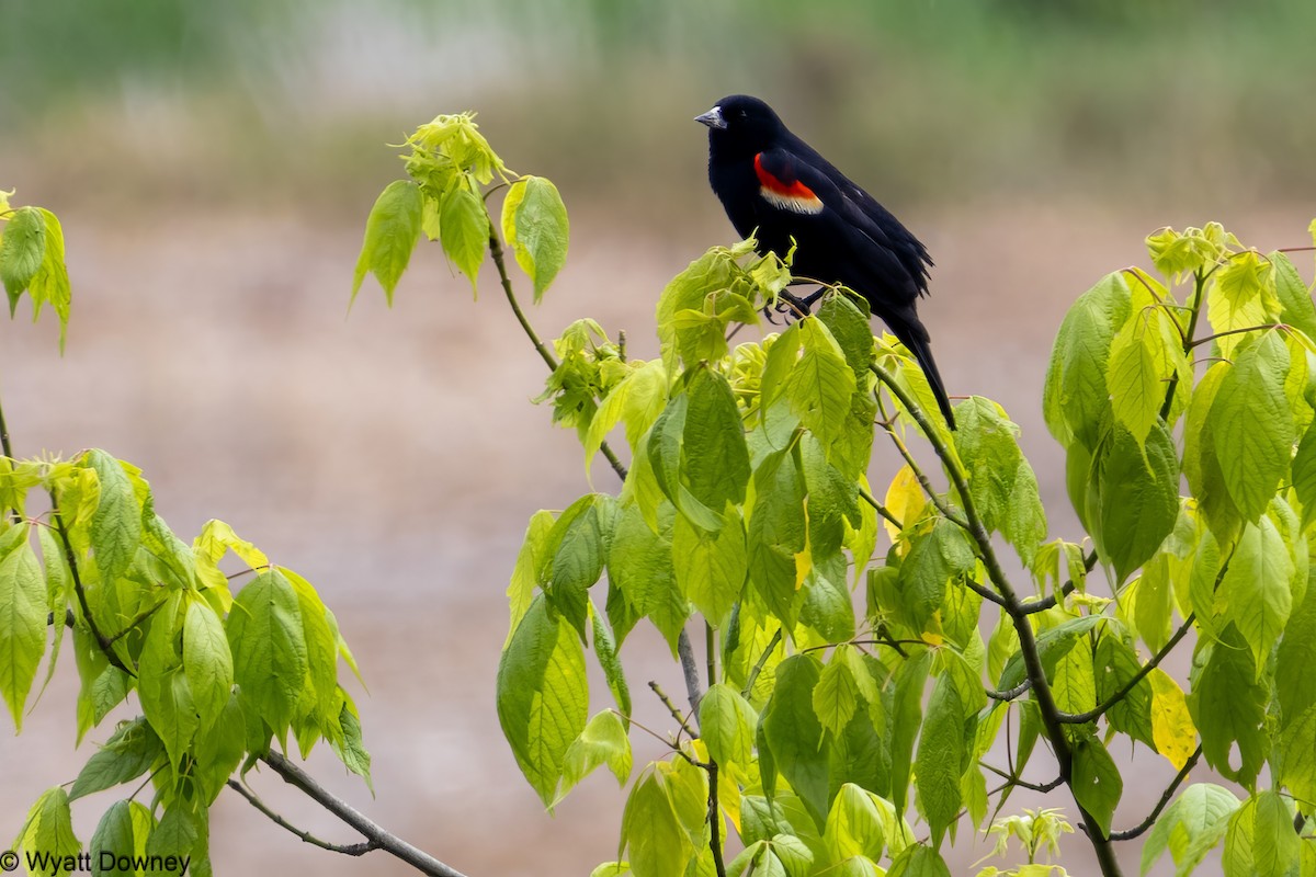 Red-winged Blackbird - ML619162137