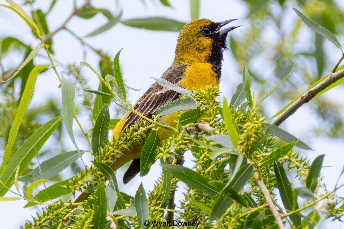 Orchard Oriole - ML619162219