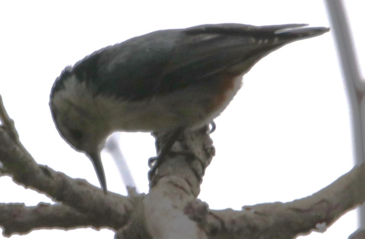 White-breasted Nuthatch - ML619162289