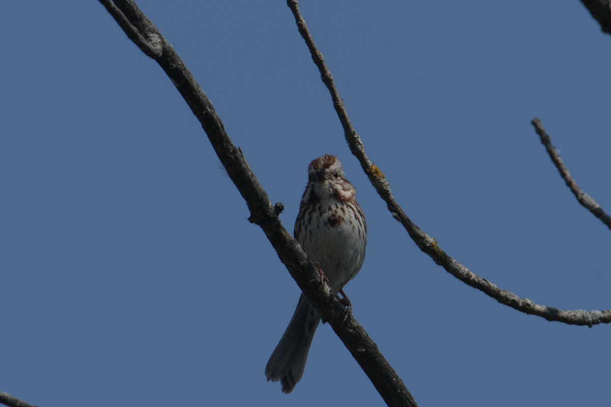 Song Sparrow - ML619162301