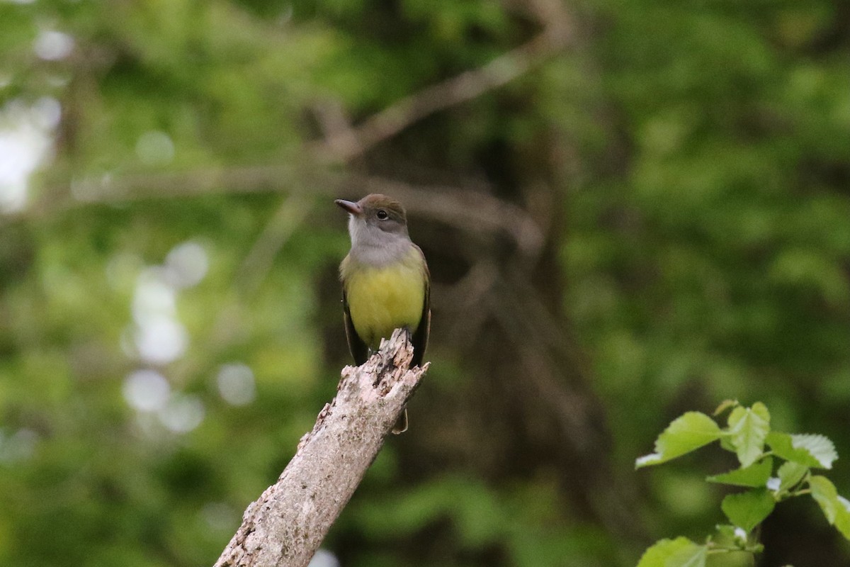 Great Crested Flycatcher - ML619162308
