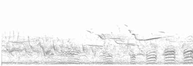 Gallo de las Praderas Grande - ML619162372