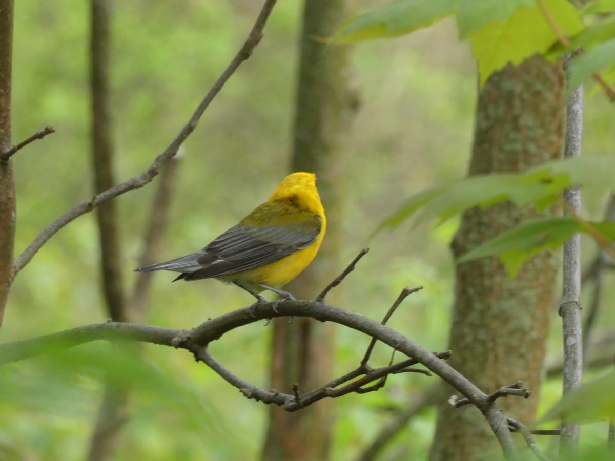 Prothonotary Warbler - ML619162400