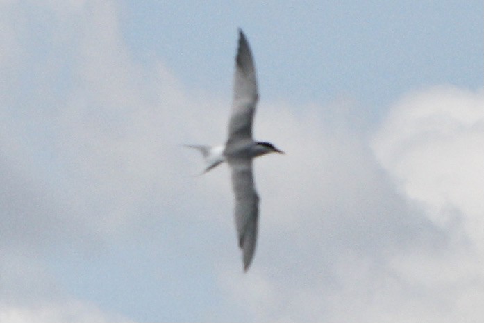 Common Tern - ML619162419
