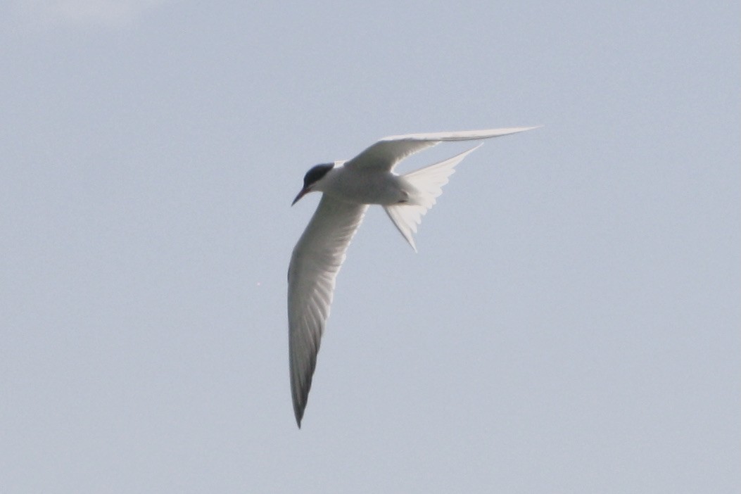 Common Tern - ML619162420