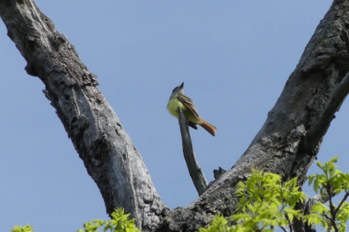 Great Crested Flycatcher - ML619162451