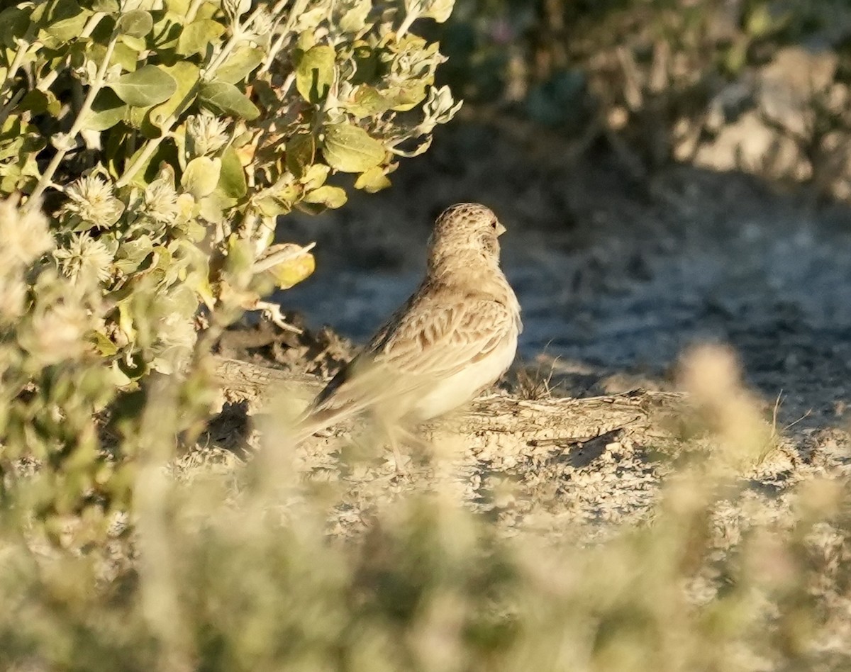 Gray-backed Sparrow-Lark - ML619162470