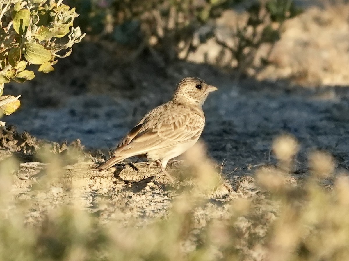 Gray-backed Sparrow-Lark - ML619162471