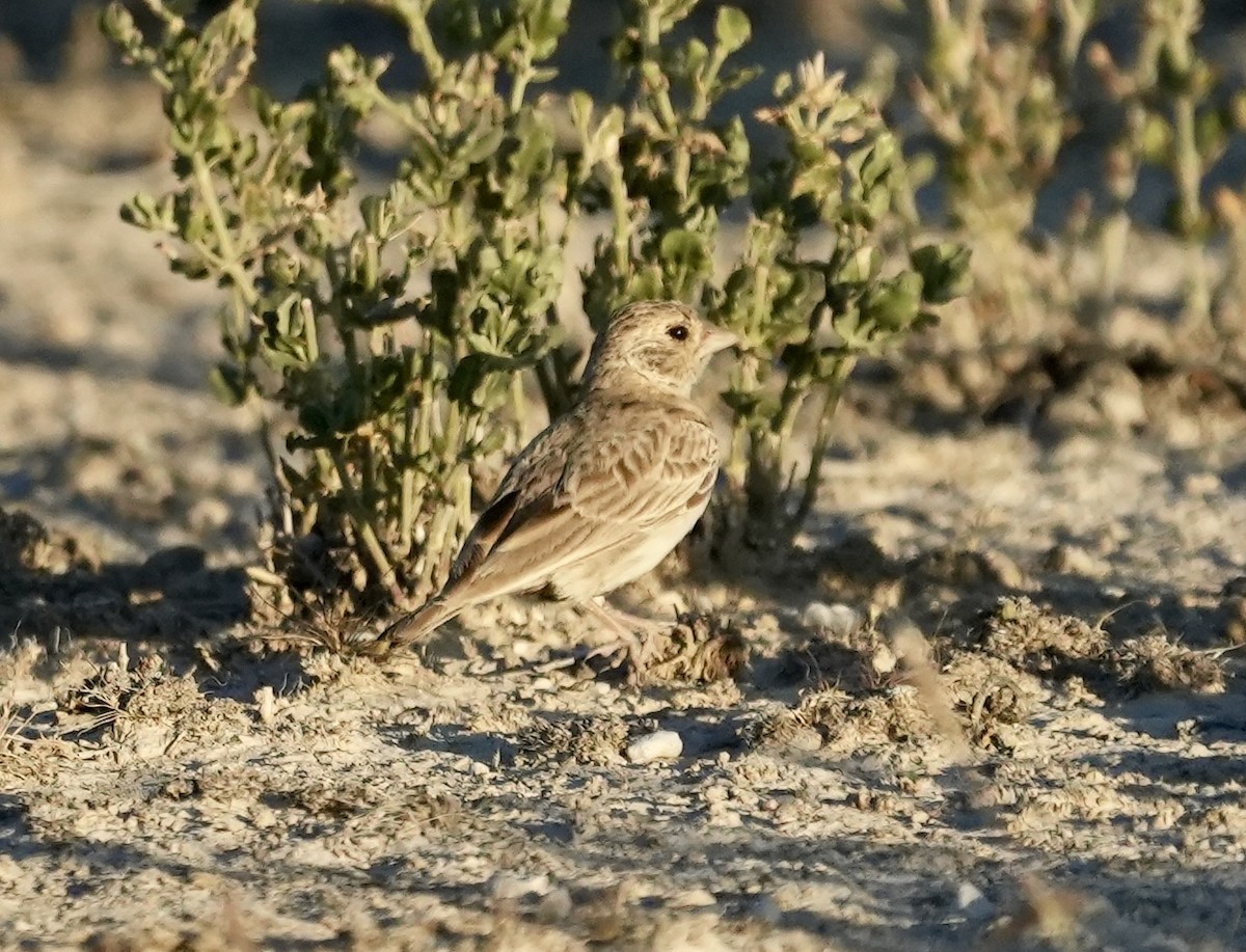 Gray-backed Sparrow-Lark - ML619162472