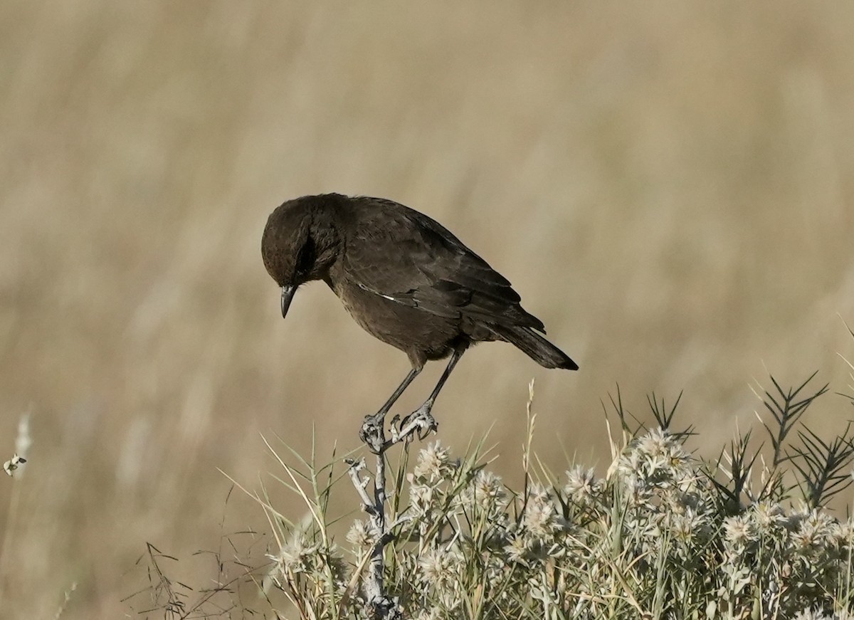 Southern Anteater-Chat - ML619162477
