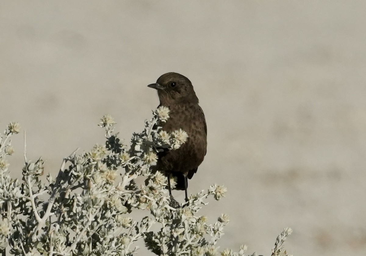 Southern Anteater-Chat - ML619162478