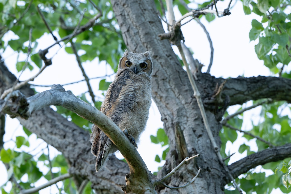 Great Horned Owl - ML619162550