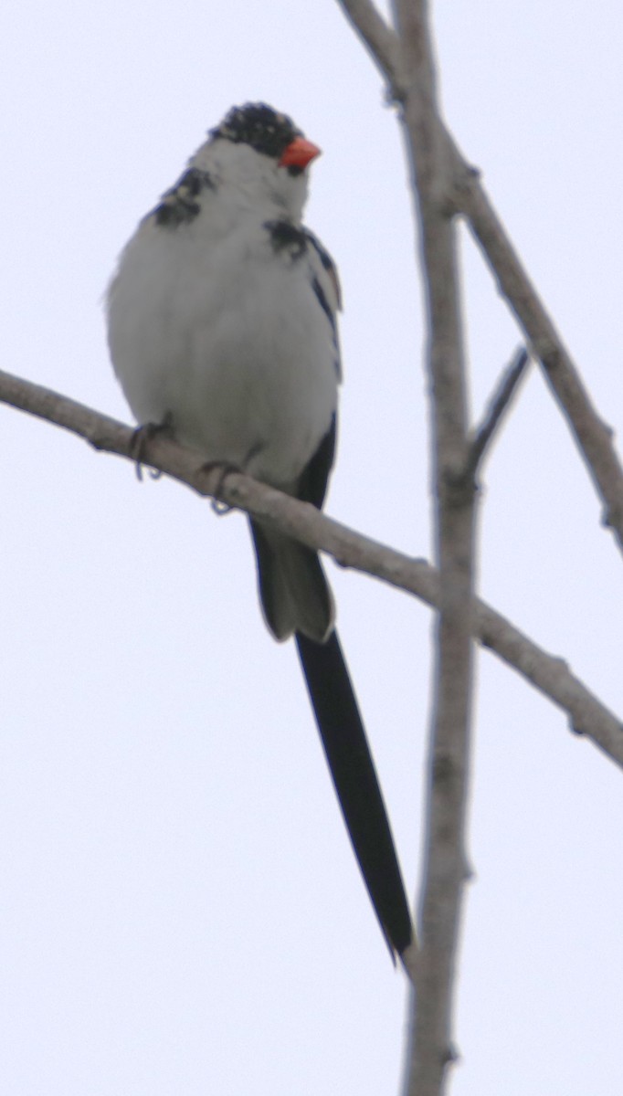 Pin-tailed Whydah - ML619162560