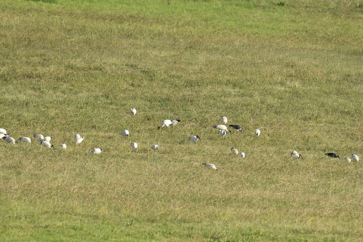 ibis slámokrký - ML619162651