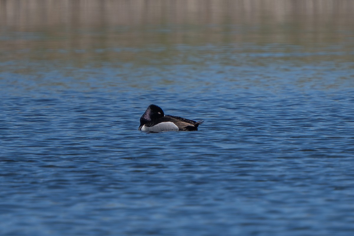 Ring-necked Duck - ML619162665