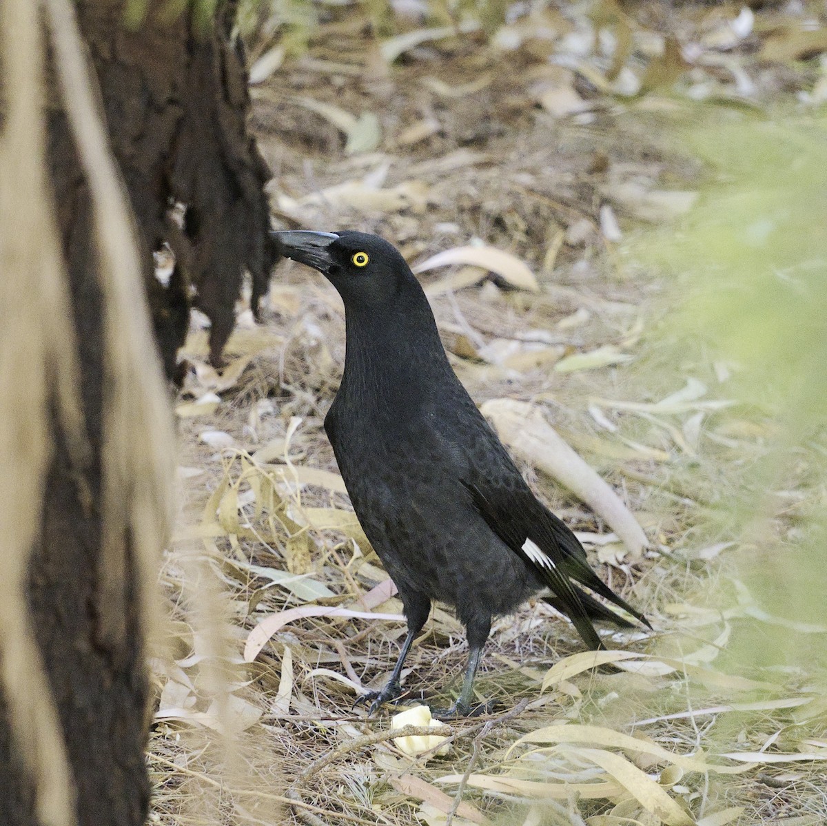 Pied Currawong - ML619162688