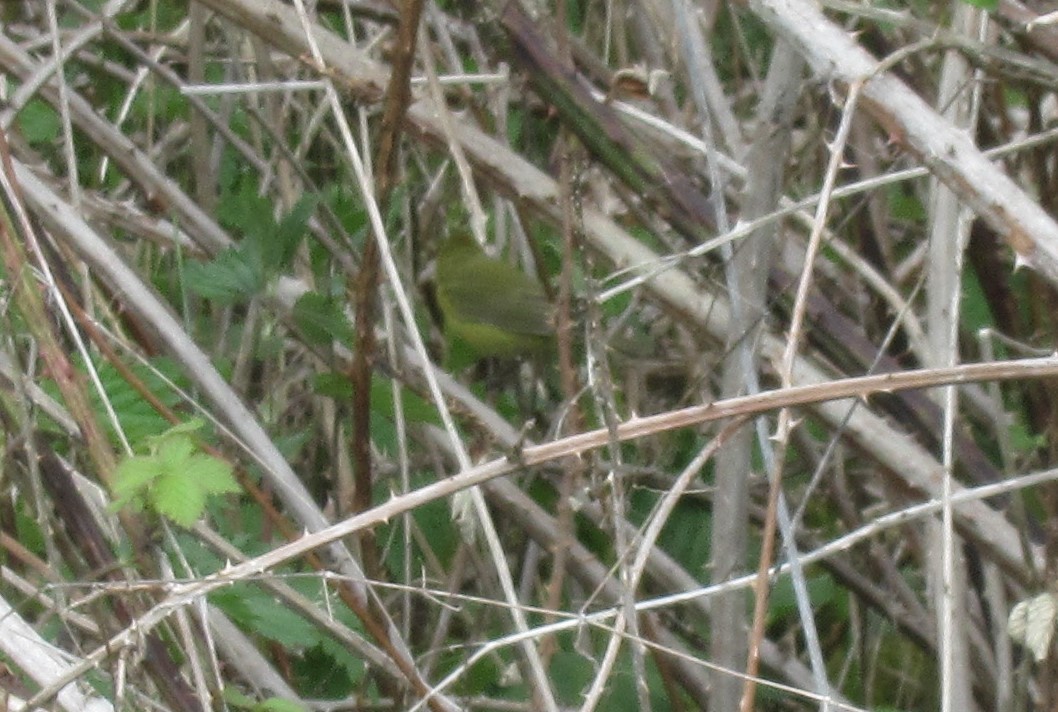 Orange-crowned Warbler - ML619162696