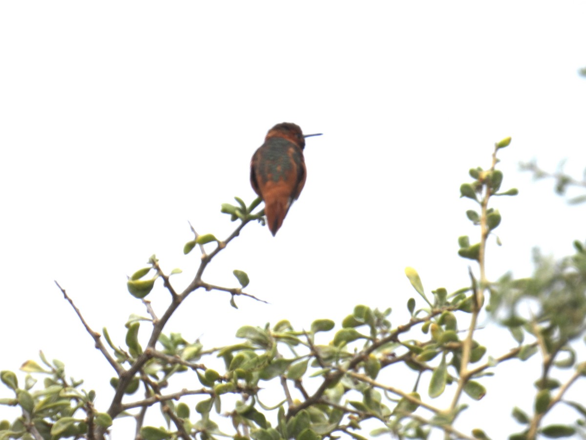 Allen's Hummingbird - ML619162699