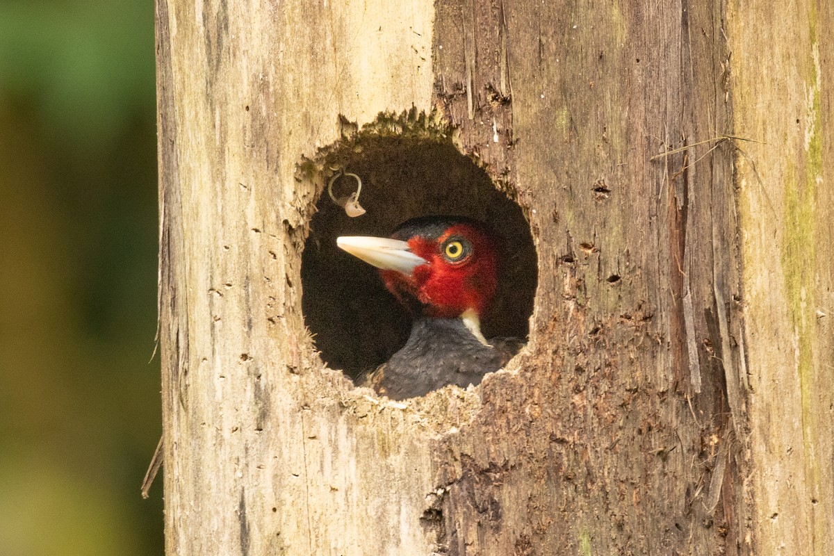Pale-billed Woodpecker - ML619162703