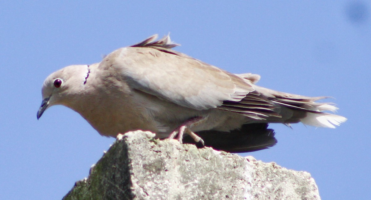 Eurasian Collared-Dove - ML619162715