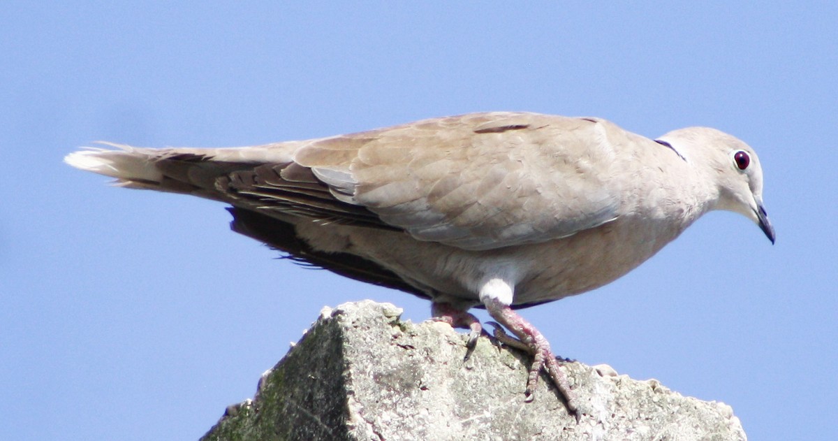 Eurasian Collared-Dove - ML619162717