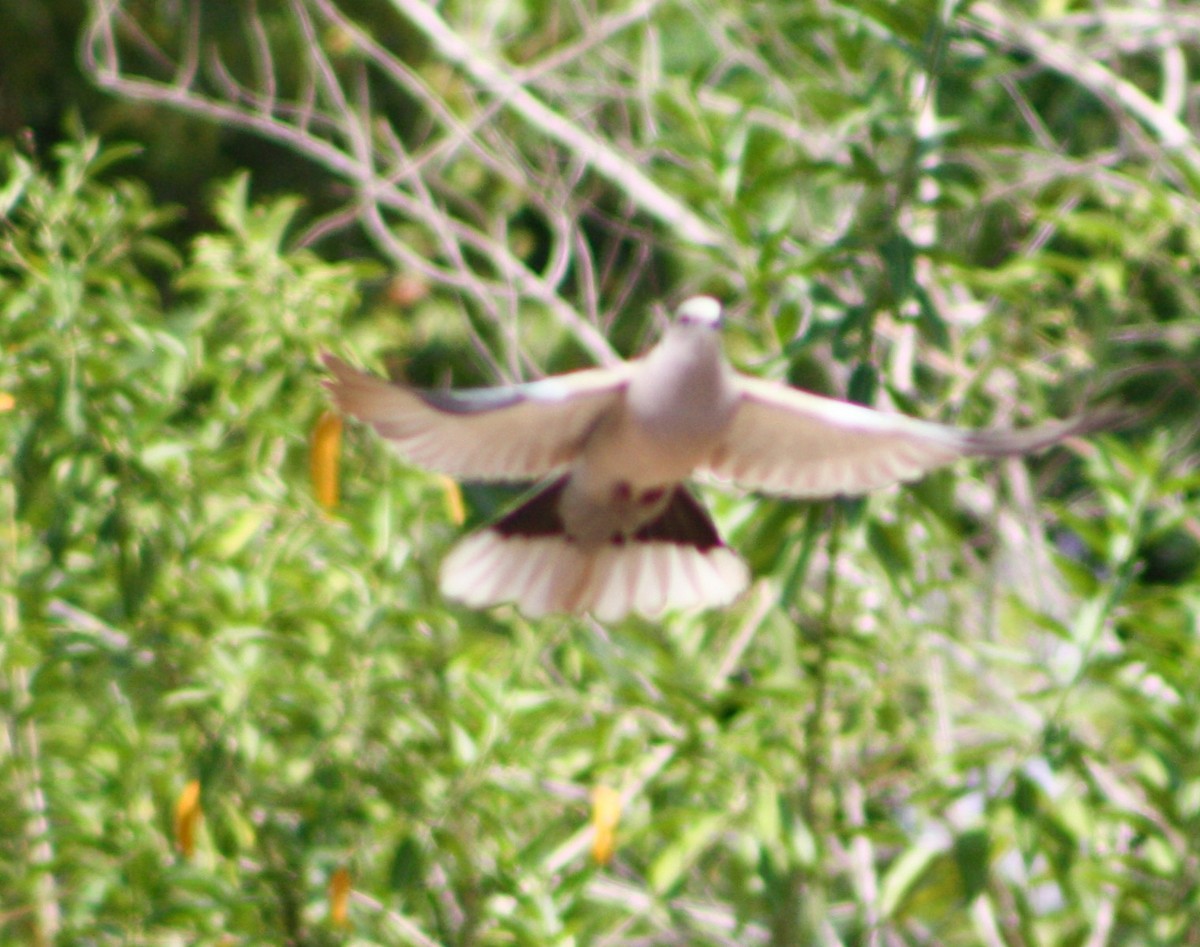Eurasian Collared-Dove - ML619162721