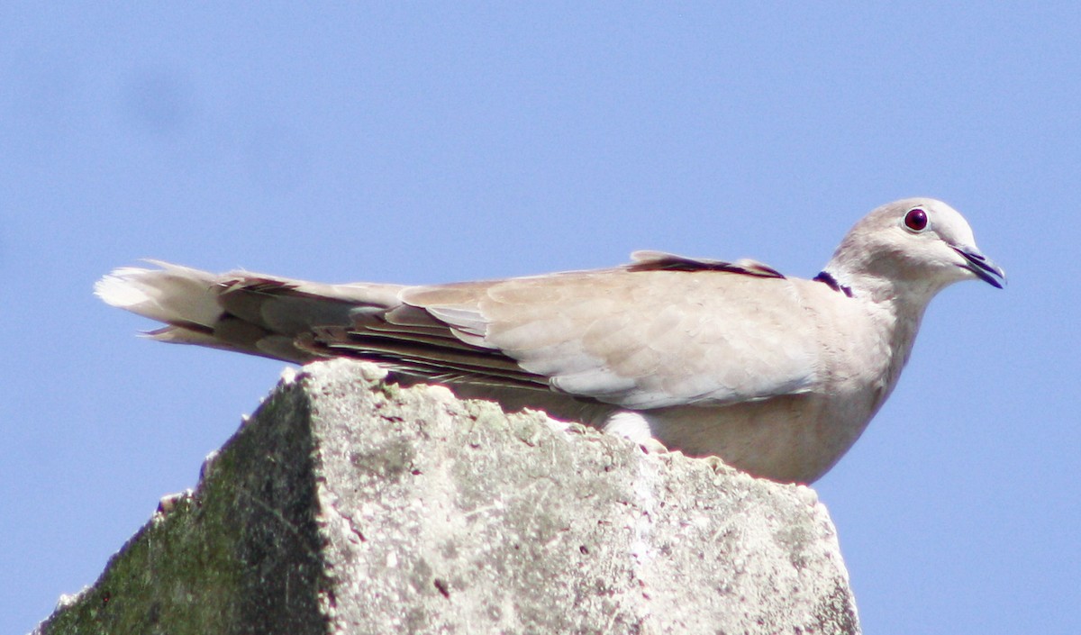 Eurasian Collared-Dove - ML619162723