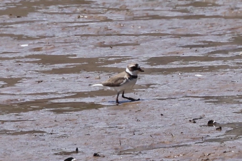Semipalmated Plover - ML619162781