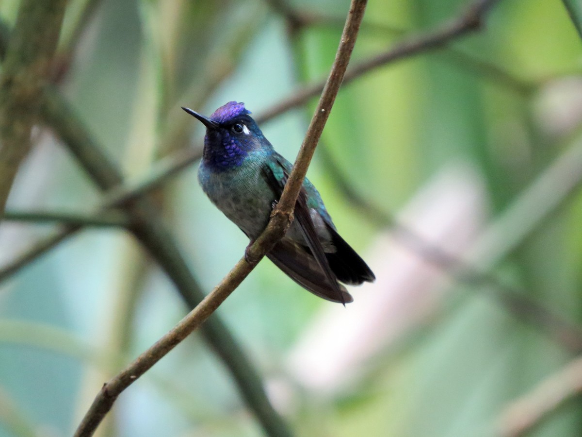 Violet-headed Hummingbird - ML619162840
