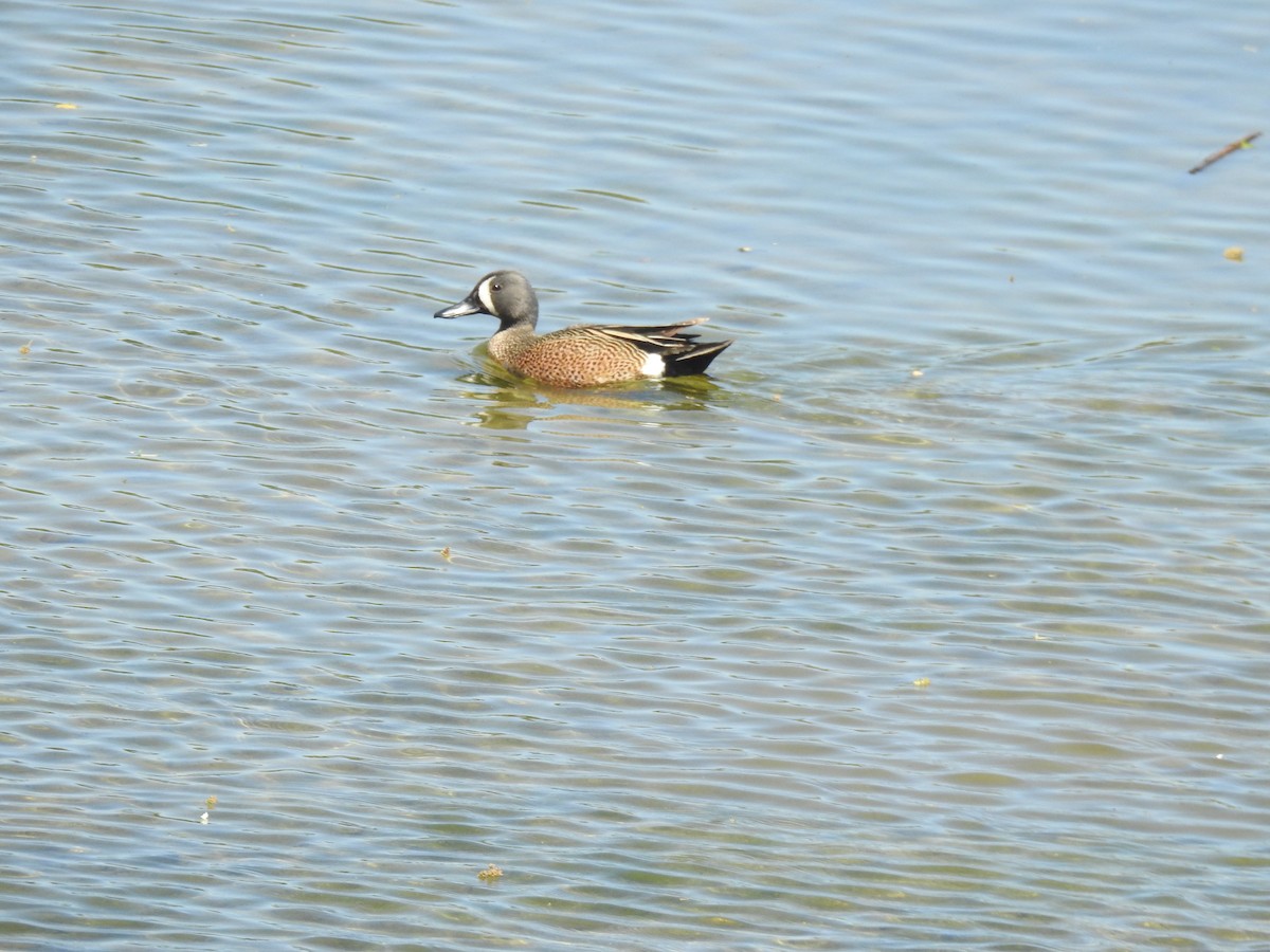 Blue-winged Teal - ML619162920