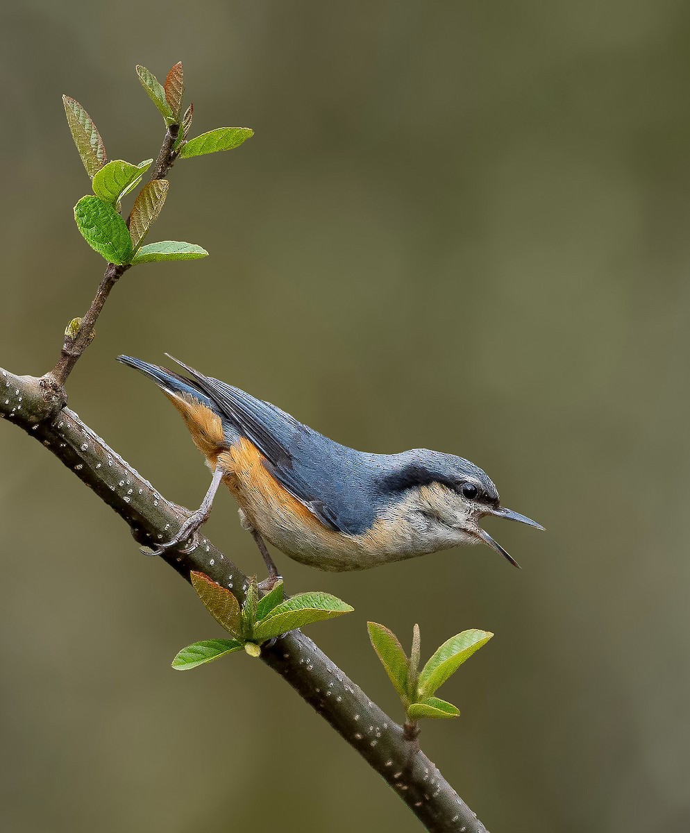 White-tailed Nuthatch - ML619162975