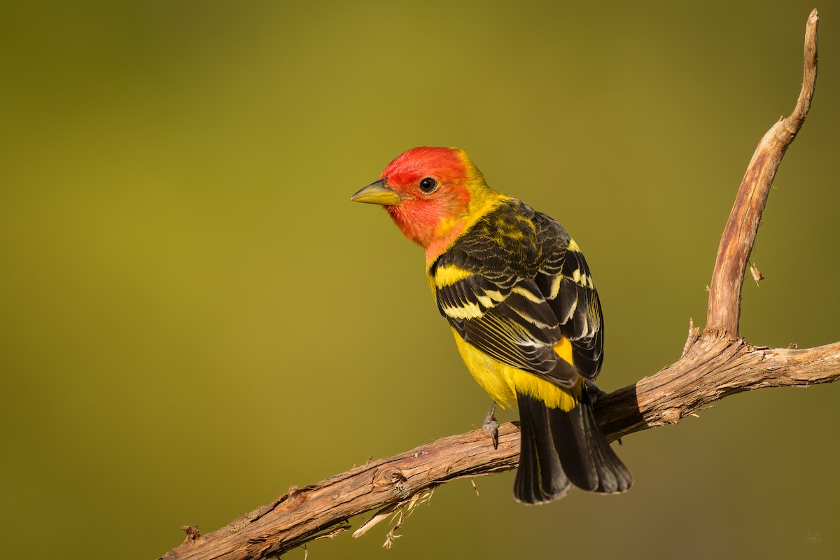 Western Tanager - ML619163021
