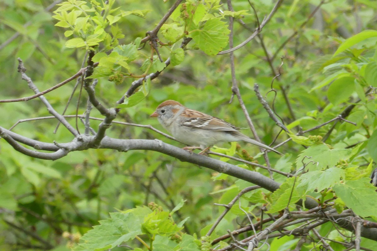 Field Sparrow - ML619163039