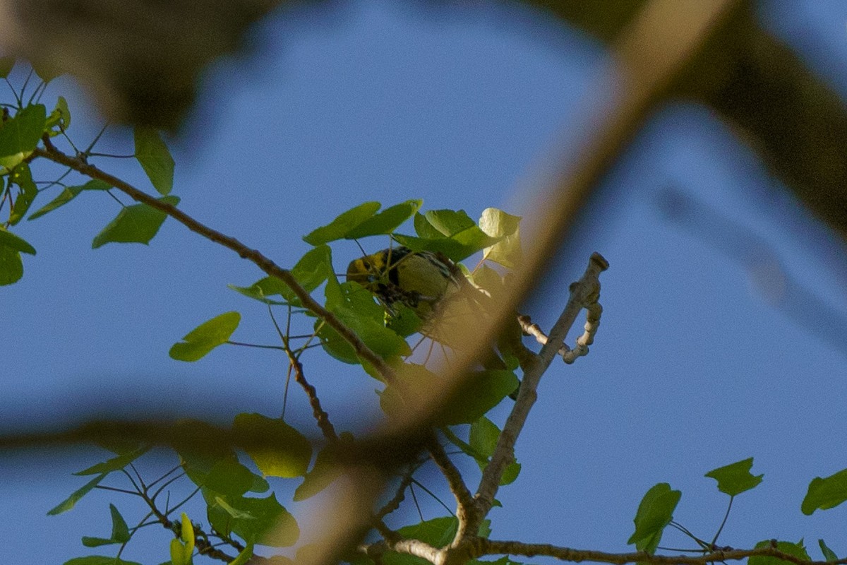 Black-throated Green Warbler - ML619163041