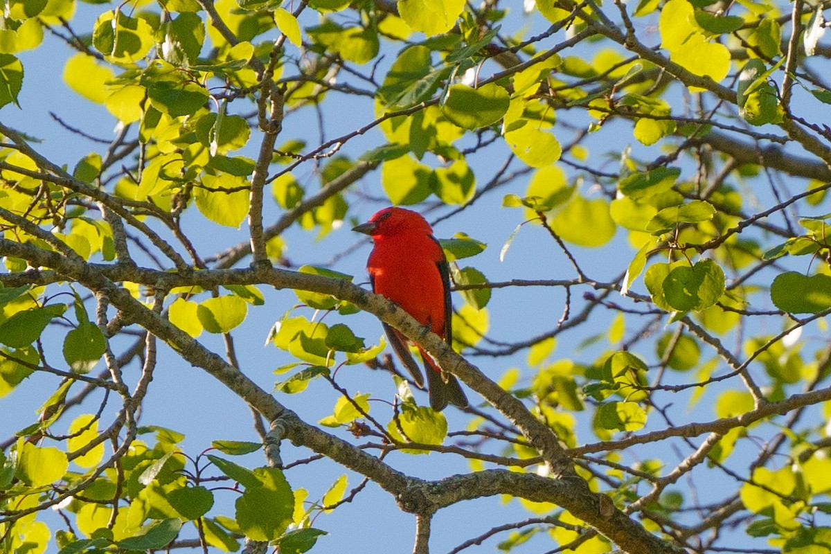Scarlet Tanager - ML619163044