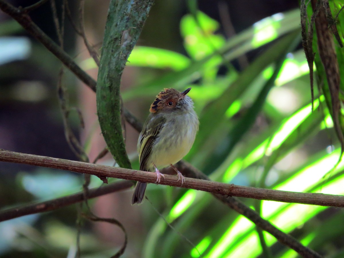 Scale-crested Pygmy-Tyrant - ML619163049