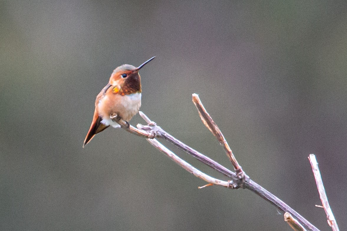 Allen's Hummingbird - ML619163071