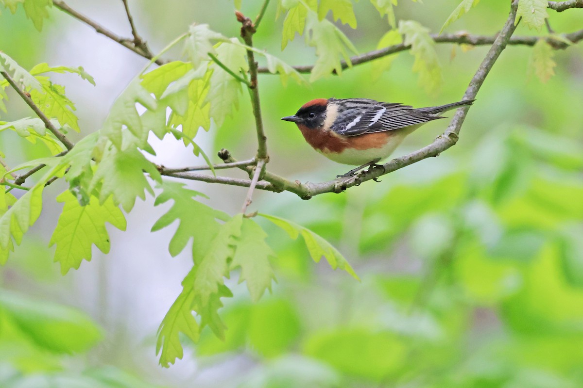 Bay-breasted Warbler - ML619163072