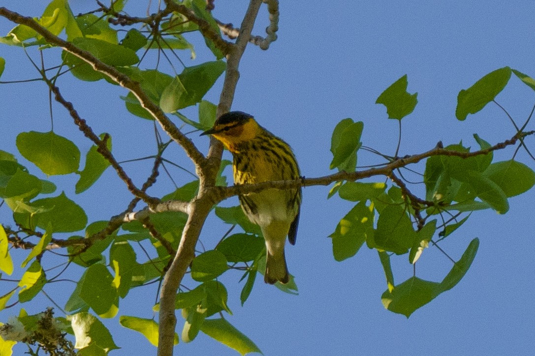 Cape May Warbler - ML619163078