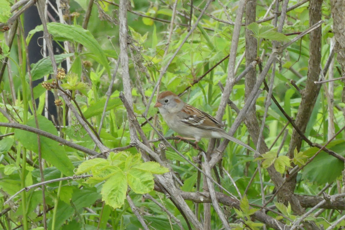 Field Sparrow - ML619163091