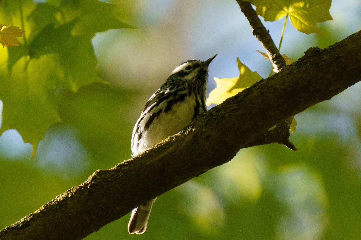 Black-and-white Warbler - ML619163092