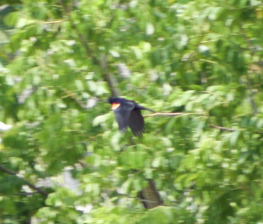 Tawny-shouldered Blackbird - ML619163123