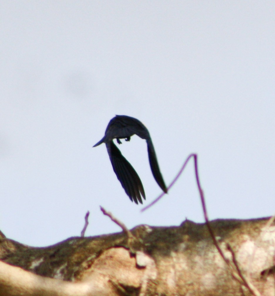 Tawny-shouldered Blackbird - ML619163124