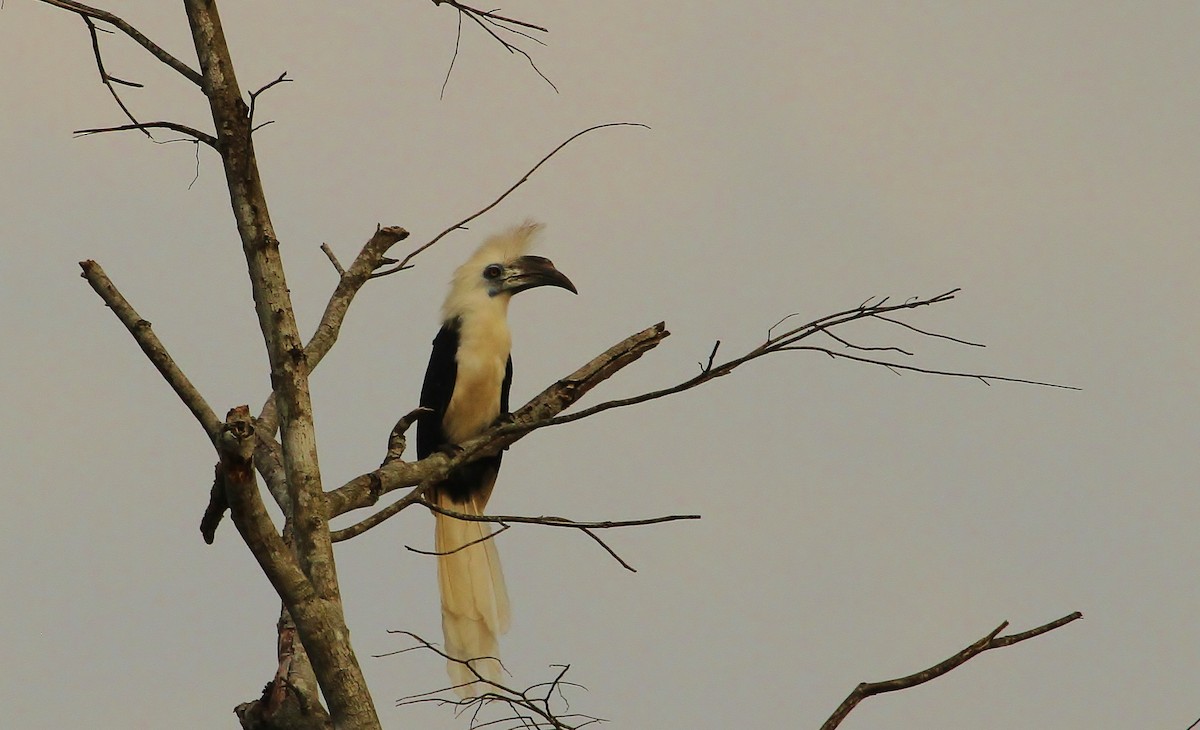 White-crowned Hornbill - ML619163130